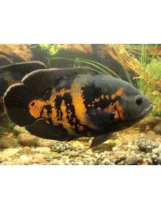 ASTRONOTUS OCELLATUS 8/10 cm