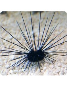 DIADEMA SAVIGNY RICCIO B/N