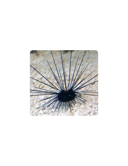 DIADEMA SAVIGNY RICCIO B/N