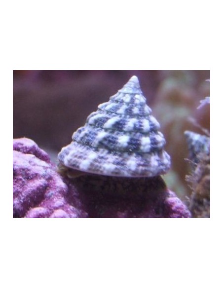 TROCHUS PYRAMIS TURBO SNAIL