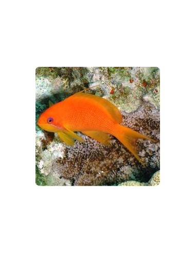 PSEUDOANTHIAS SQUANNIPINNIS