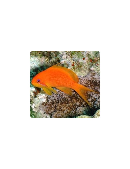 PSEUDOANTHIAS SQUANNIPINNIS