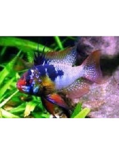 Mikrogeophagus ramirezi	