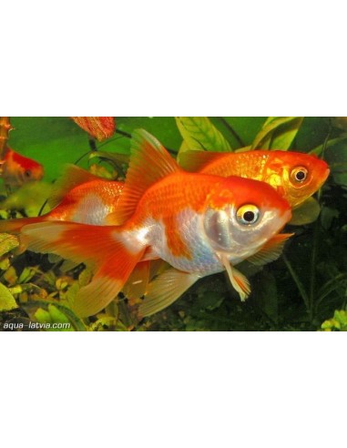 ORANDA ASSORTITO CM.5 OFFERTA