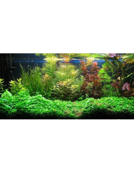 PIANTE ACQUATICHE ORNAMENTALI PER ACQUARIO