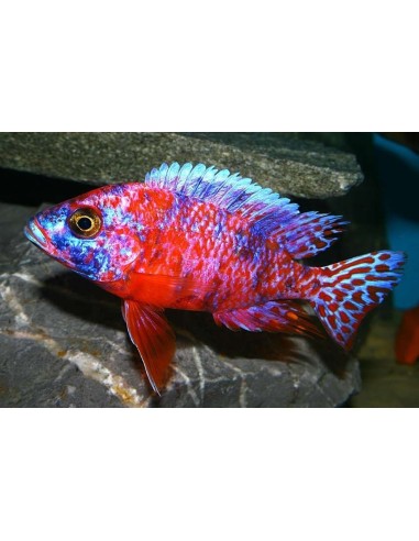 AULONOCARA SPECIE RED