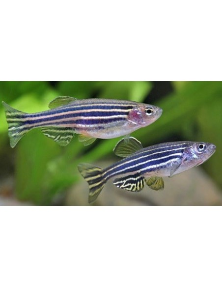 BRACHYDANIO RERIO 