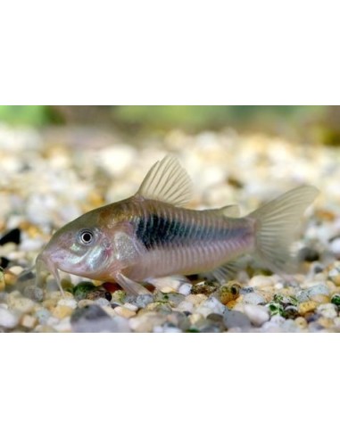 CORYDORAS AENEUS