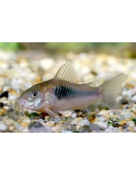 CORYDORAS AENEUS