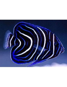 Pomacanthus semicirculatus  