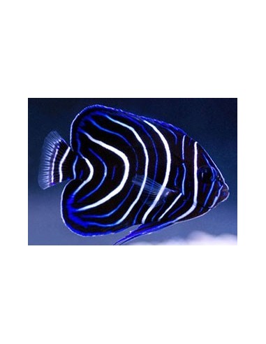 Pomacanthus semicirculatus  