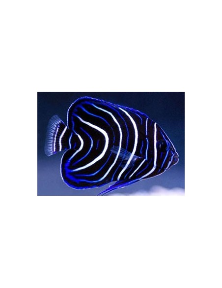 Pomacanthus semicirculatus  