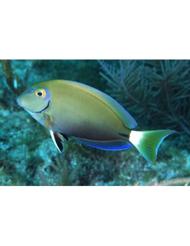 ACANTHURUS NIGRICAUDA (MEDIUM)