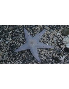 ASTROPECTEN SCOPARIUS