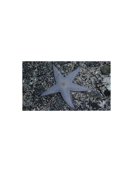 ASTROPECTEN SCOPARIUS