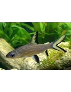 BALANTIOCHEILUS MELANOPTERUS