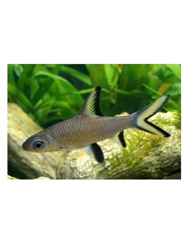 BALANTIOCHEILUS MELANOPTERUS