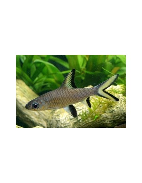 BALANTIOCHEILUS MELANOPTERUS