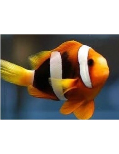 Amphiprion clarkii