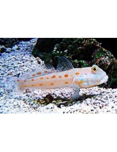 amblyeleotris guttata