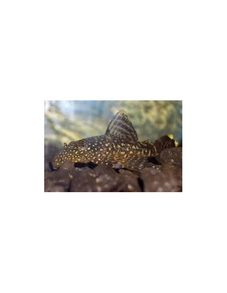 ANCISTRUS SPECIE