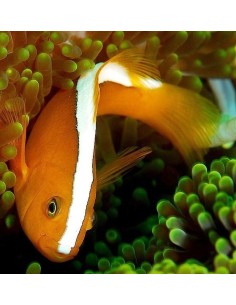 AMPHIPRION AKALLOPISOS M *OFFERTA*