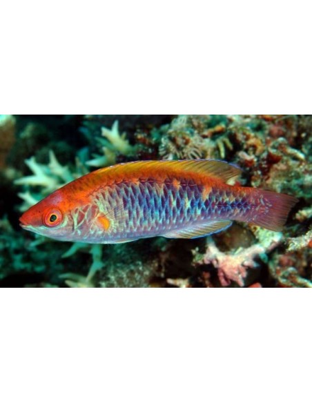 CIRRIHILABRUUS LUBBOCKI