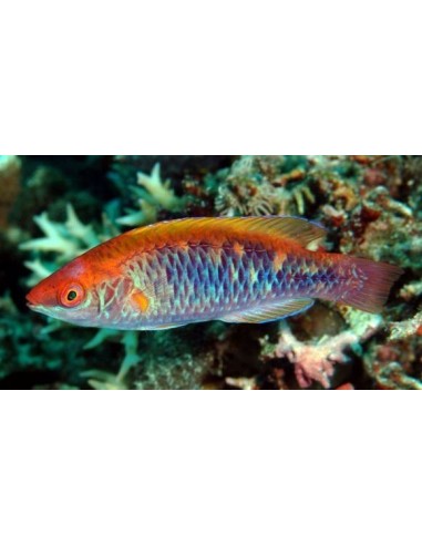 CIRRIHILABRUUS LUBBOCKI