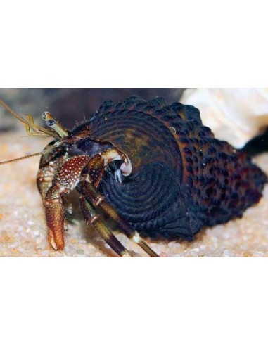 Clibanarius africanus (**SUPER OFFERTA**)