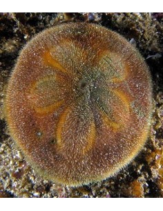 Clypeaster australasiae (Riccio)