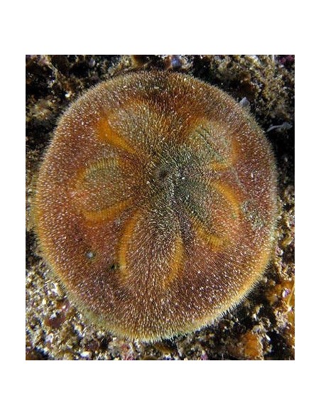 Clypeaster australasiae (Riccio)