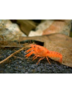 Cambarelus patzcuarense orange gambero