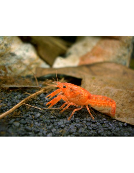 Cambarelus patzcuarense orange gambero