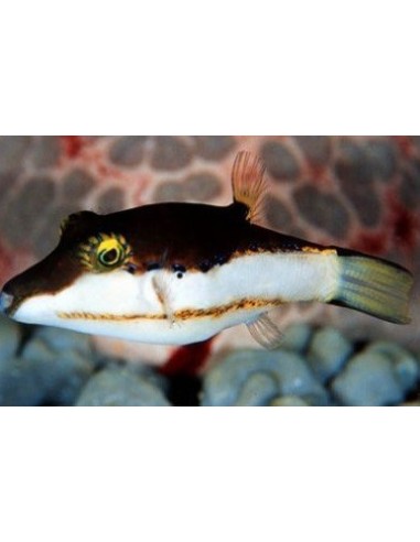 Canthigaster smithae