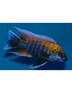 AULONOCARA NEW BLUE ORCHID.