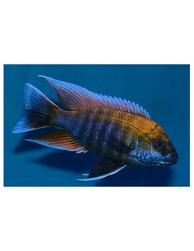 AULONOCARA NEW BLUE ORCHID.