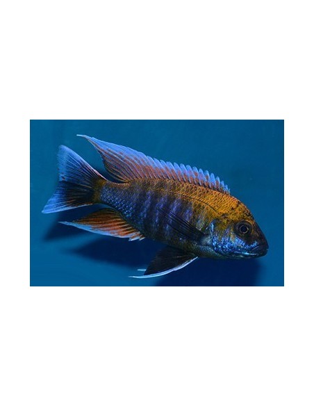 AULONOCARA NEW BLUE ORCHID.