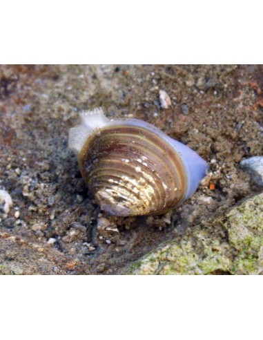 Corbiculidae species yellow