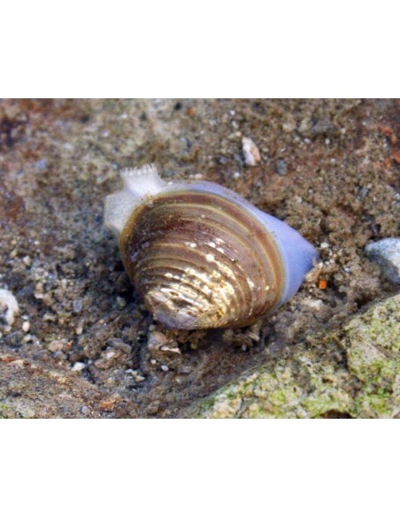 Corbiculidae species yellow