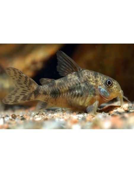 CORYDORAS PALEATUS
