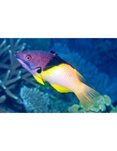BODIANUS MESOTHORAX **OFFERTA**