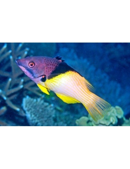 BODIANUS MESOTHORAX **OFFERTA**