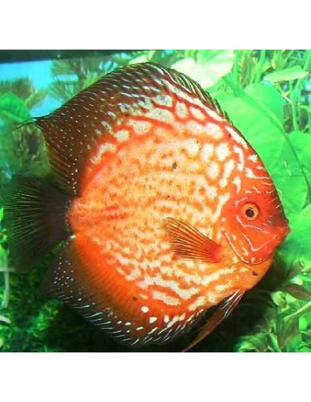 Discus Pigeon Blood 11/13 cm *OFFERTA*