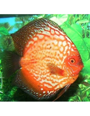 Discus Pigeon Blood 8/9 cm *OFFERTA*