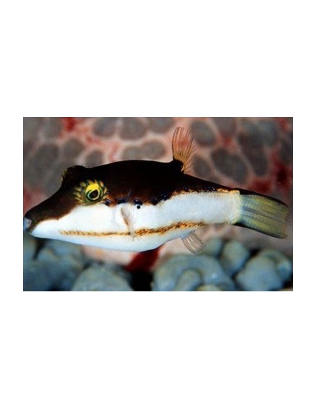 Canthigaster smithae