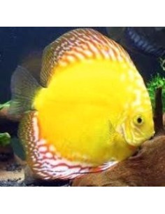 Discus Pigeon Yellow 11/13 cm *OFFERTA*