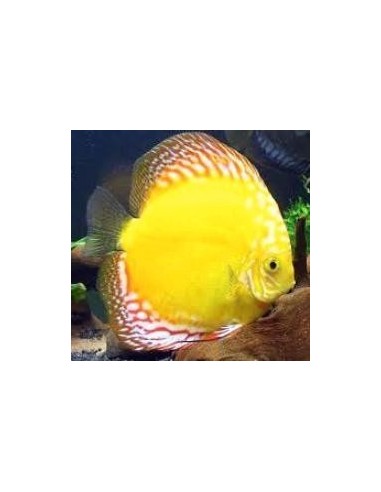 Discus Pigeon Yellow 11/13 cm *OFFERTA*
