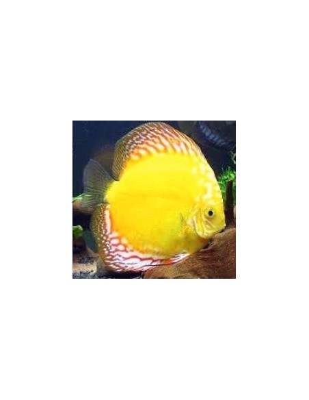 Discus Pigeon Yellow 11/13 cm *OFFERTA*