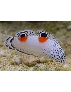 Coris angulata (RARITA') **OFFERTA**