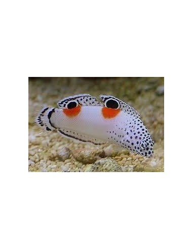 Coris angulata (RARITA') **OFFERTA**